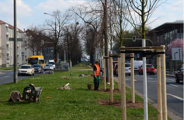 Straßenbaumpflanzung Dreibockverankerung Gießring Arboflex Anstrich